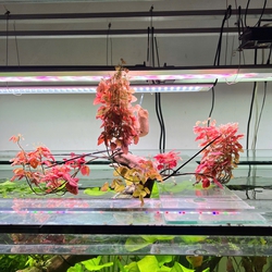 Cây oxalis thủy sinh