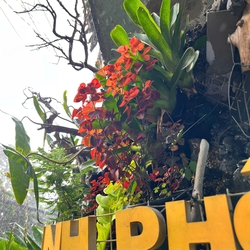 Cây oxalis thủy sinh