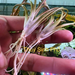 Tiêu thảo nâu thủy sinh