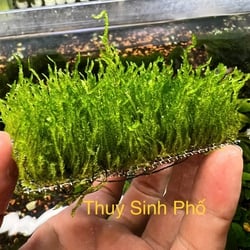 Rêu flame moss 