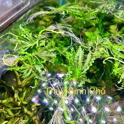 Cây sao nhỏ thủy sinh