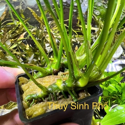 Ráy lá to thủy sinh