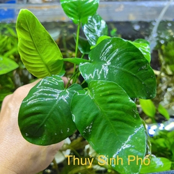 Ráy lá to thủy sinh