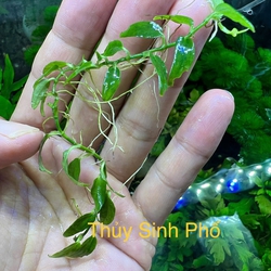 Cây ráy dây leo thủy sinh