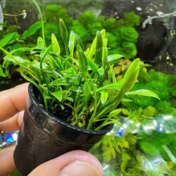 Tiêu thảo parva mũi tên