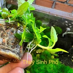Rau thơm thủy sinh