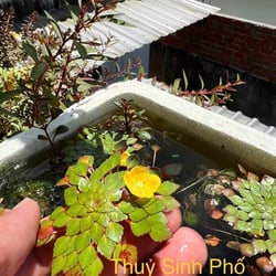 Ấu thái thuỷ sinh