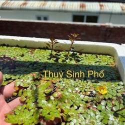 Ấu thái thuỷ sinh