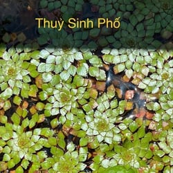 Ấu thái thuỷ sinh