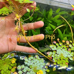 Ấu thái thuỷ sinh