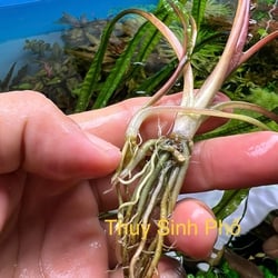 Tiêu thảo lá dài balansae 