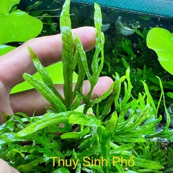 Dương xỉ trident