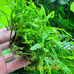 Dương xỉ trident