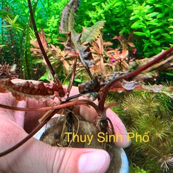 Tiêu thảo flamingo nâu thủy sinh