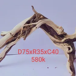 Gốc Hải Sơn Quỳ 580