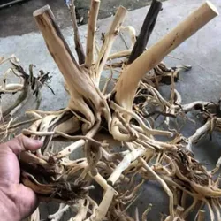 Gốc Hải Sơn Quỳ