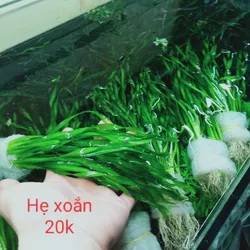Hẹ Xoắn