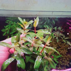Hoàng Hồng Thảo