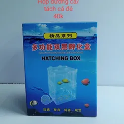 Hộp Dưỡng Cá - Tách Cá Đẻ