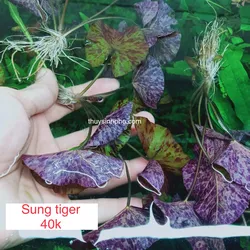 súng tiger