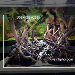 Layout Rừng hồ 60 1.5