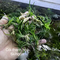 Cỏ Cói Thanh Hoá