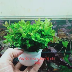 Cây lệ nhi