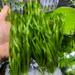 Hẹ Xoắn