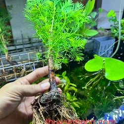 Cây thuỷ sam