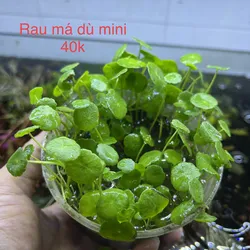 Rau Má Dù