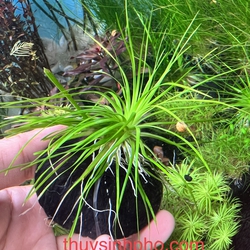 Cỏ Dùi Trống