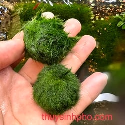 Rêu mossball
