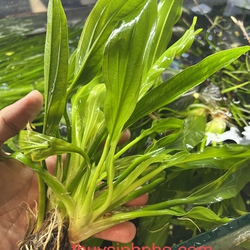 Lưỡi Mèo