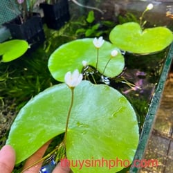 Lá thuỷ nữ