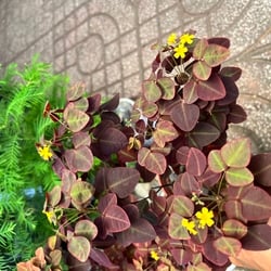 Cây oxalis