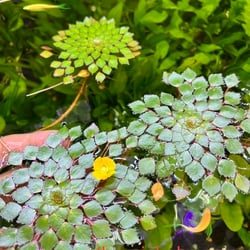 Ấu thái thuỷ sinh