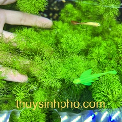 Cây tiểu bảo tháp