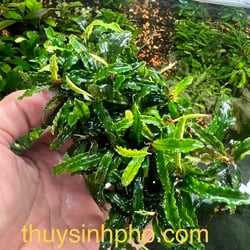 Bucep miếng giá thể