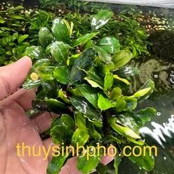 Bucep miếng giá thể