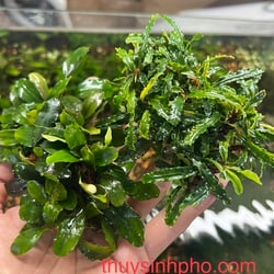Bucep miếng giá thể