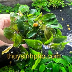 Bucep chậu