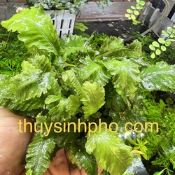 Dương xỉ indo
