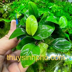 Ráy đột biến