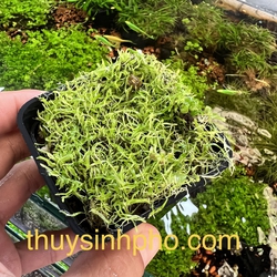 Cỏ giấy thuỷ sinh 