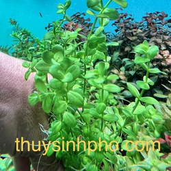 Cây dưa hấu thuỷ sinh 