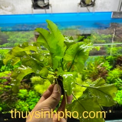 Xà Lách Nhật