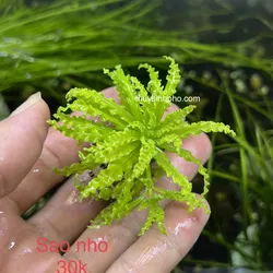 Cây sao nhỏ