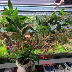 Cây rù rì thuỷ sinh