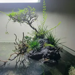 Thạch xương bồ mini