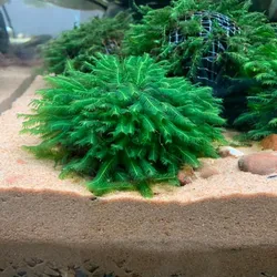 Rêu phượng vĩ đài